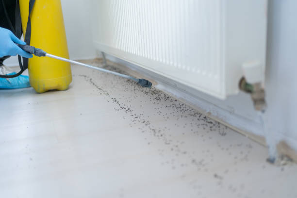 Best Affordable Pest Control Services  in Brownstown, PA